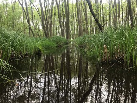 Moorgebiet Saarow